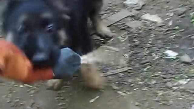 дрессировка щенка немецкой овчарки 2 мес. смотреть онлайн