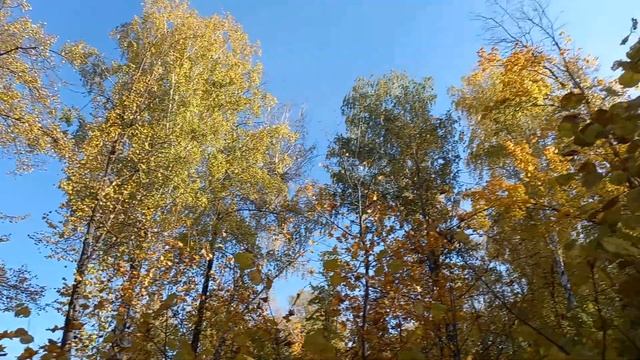 9 октября 2022 г. Нашли опята? смотреть онлайн
