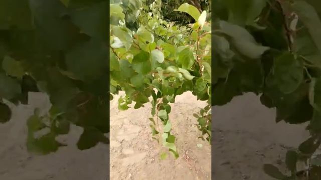 Абрикос Харгранд 4 летний саженец смотреть онлайн