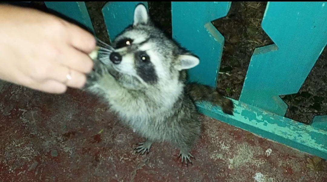 Встреча с енотом . смотреть онлайн