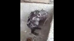 Крыса моется как человек