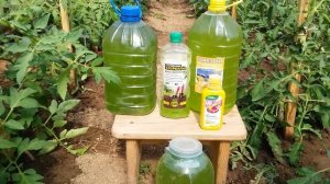 Суспензия хлореллы. Как размножить одноклеточную водоросль?