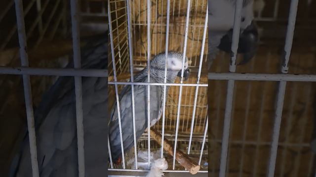 ДОБРЫЙ ВСЕМ ВЕЧЕРОК , РЕБЯТКИ 💫💫💫 смотреть онлайн