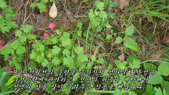 요강이 뒤집어질 정도로 정력을 뻣뻣하고 왕성하게 만들어 주는 열매 смотреть онлайн