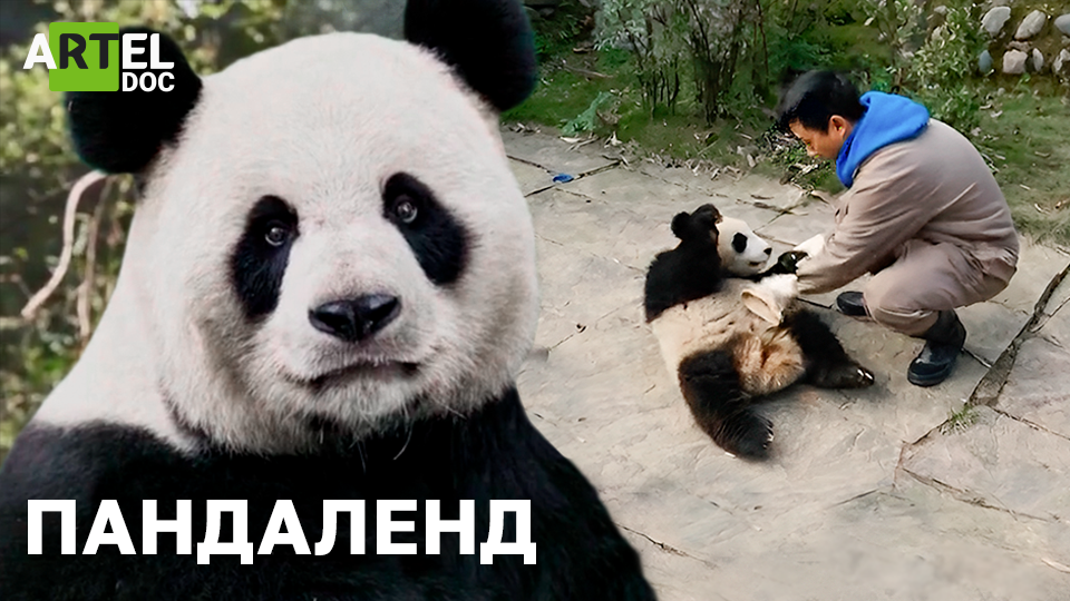 Пандаленд смотреть онлайн