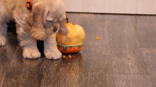 Продаются щенки американского кокер спаниеля смотреть онлайн