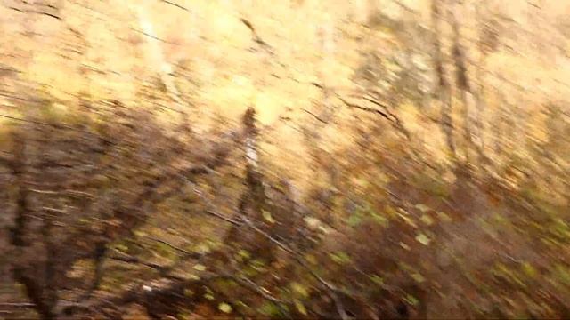 Уссурийская тайга Приморье Дальний Восток Давыдов В.С. 16 октября 2022 г. Пангур Водоскаты смотреть онлайн