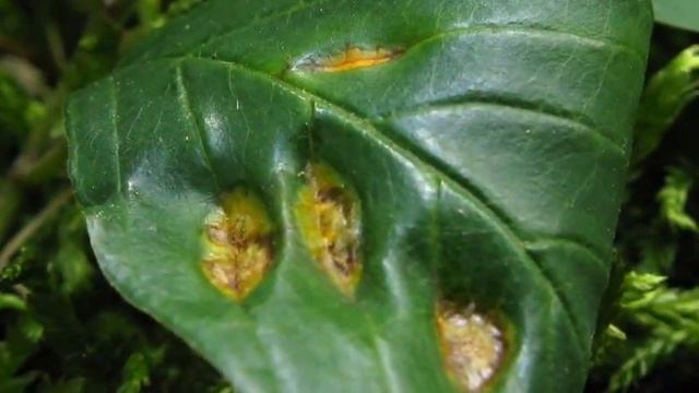 Rez korunkatá - Puccinia coronata смотреть онлайн