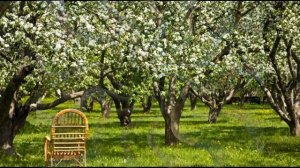 Болалар гурухининг носталгик кушиги Яна кари богда очилди гуллар.