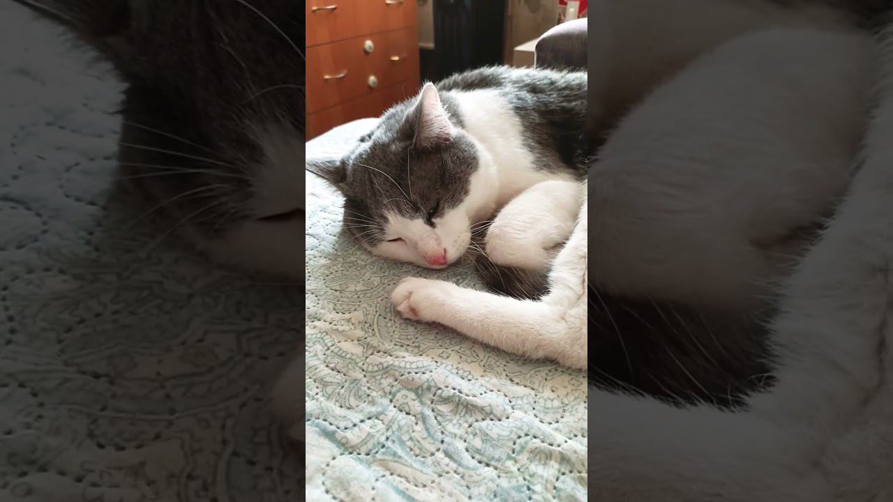 Мой милый ангелочек, исцелил мою душу!#мурзик #кот #питомец #лайк #котики #любовь #добро #ангел смотреть онлайн