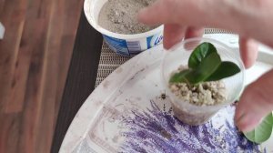 Как размножить фикус микрокарпа