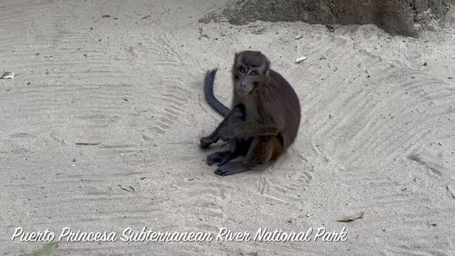 How to Travel the Philippines in 3 Weeks (Perfect Itinerary) смотреть онлайн