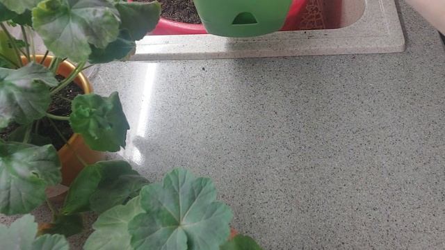 Пересадка пеларгоний? Легко! Лучший грунт для моих пеларгоний смотреть онлайн