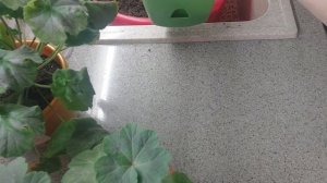 Пересадка пеларгоний? Легко! Лучший грунт для моих пеларгоний