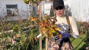 Ложная мучнистая роса на розах