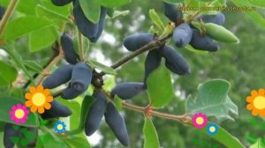 Жимолость съедобная Бакчарская. Краткий обзор, описание характеристик lonicera edulis Bunker Hill