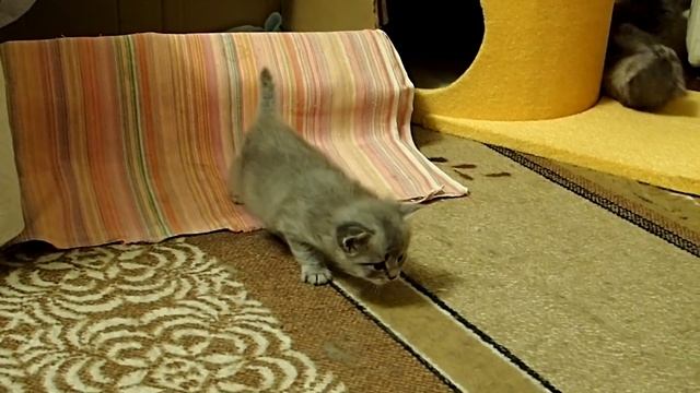 Сибирская кошка. котята. 29 дней. смотреть онлайн