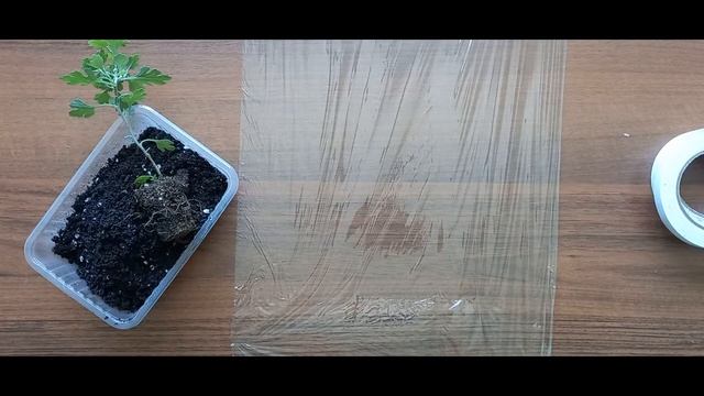 Как упаковать саженцы растений для отправки почтой. 4 разных способа! смотреть онлайн