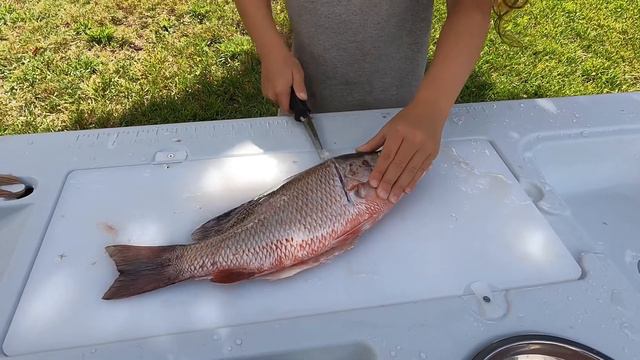Skyway snapper clean and cook.. so easy an 8year old can do it смотреть онлайн