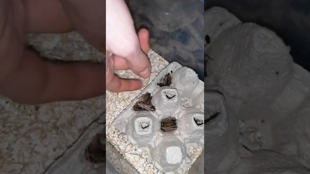 Тараканы Дома / Еда для Ящериц / Мраморные Тараканы / Кормовые Насекомые смотреть онлайн