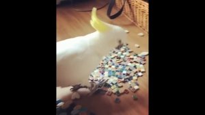 Самые Смешные Попугаи. Подборка приколов #8