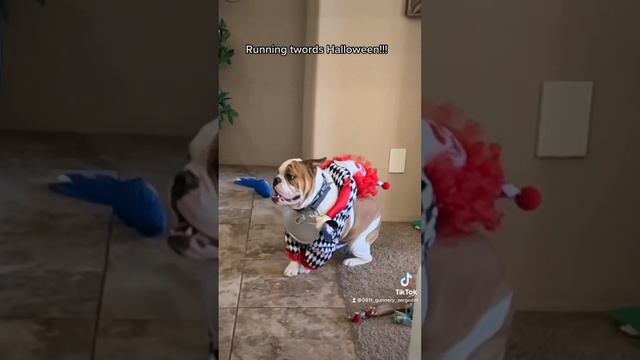 Trying on costumes смотреть онлайн