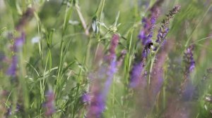 Katy Rain - Listen My Dear (Official Video)