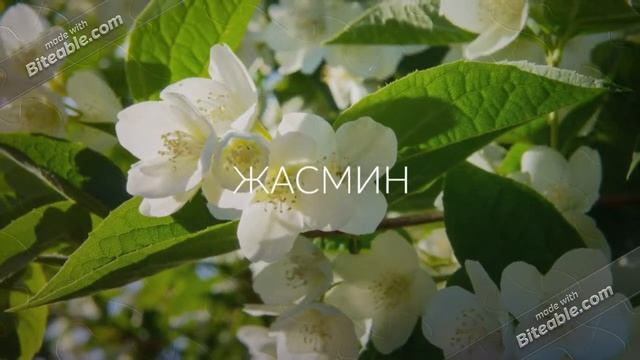 Сказка про букву Ж смотреть онлайн