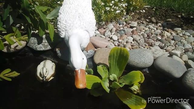 Растения для водоема. Живой фильтр для пруда Пистия смотреть онлайн