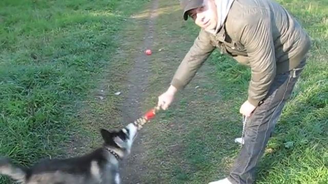 Наш метис хаски и Маламута))) Герочка))) смотреть онлайн