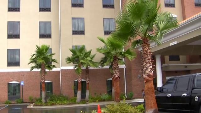 *Mexican Fan Palm Tree* +Washingtonia robusta @ Waycross, GA+ смотреть онлайн