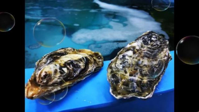 Морской еж, икра морского ежа купить в Екатеринубрге. смотреть онлайн