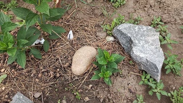 Все черенки гортензий вынесла на улицу. Дома гниют и пропадают. смотреть онлайн