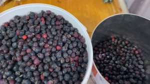 Чт приготовить из ирги