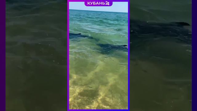 Морские «беседы» анапских дельфинов смотреть онлайн