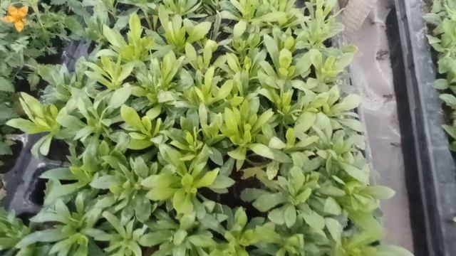 Черенкуем без света. смотреть онлайн