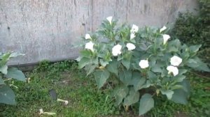 Немного о растении Датура.