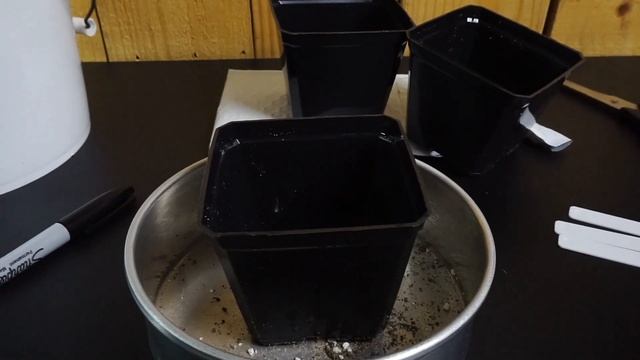 Spiral Aloe Seed Planting - Aloe Polyphylla