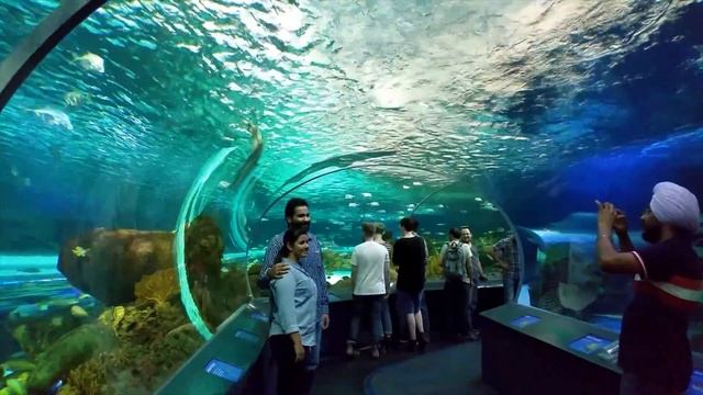 Detailed Tour of Ripley's Aquarium of Canada, Toronto смотреть онлайн