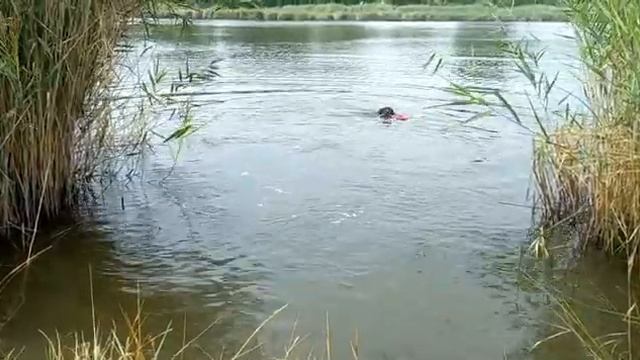 Хэппи разбирает улов, охота на утку и подводное плавание смотреть онлайн