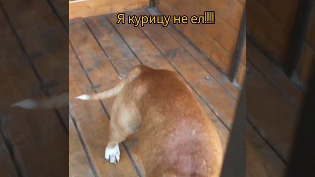 Я курицу не ел. (ни одна курица не пострадала) #amstaff #amstaffbutch #food #live #love #life смотреть онлайн