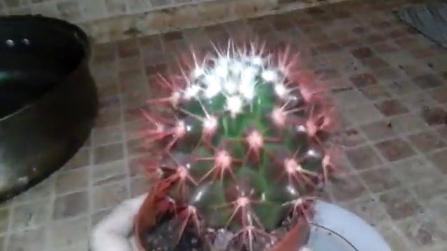 Блестящий кактус и цветок