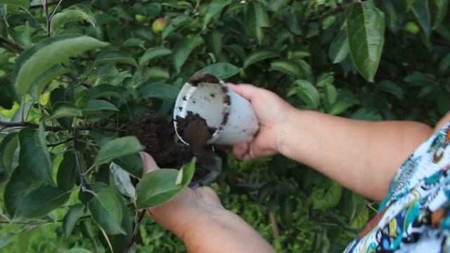 Выращивание САЖЕНЦЕВ....НА ДЕРЕВЕ! смотреть онлайн