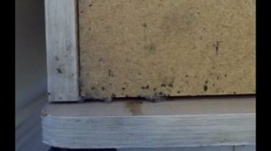 Как Распознать Укусы Постельных Клопов