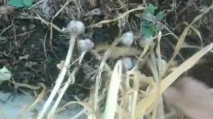 Чеснок. Уборка и интересные факты.