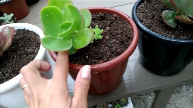 Suculentas novidades para o cantinho. смотреть онлайн