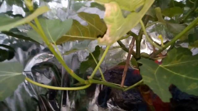 Солнечный вегитарий 2018 07 27 смотреть онлайн