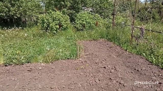 З дачи. Пошла на экскурсию собственной дачи. Показываю что и как! смотреть онлайн