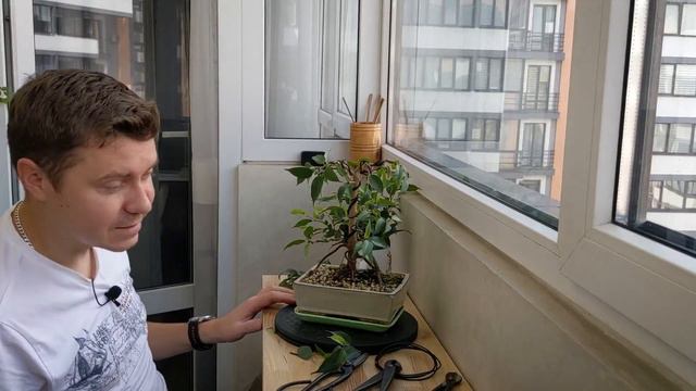[БОНСАЙ] Фікус Бенджаміна. Повітряні корені - перетворення [Ficus Bonsai. Aerial roots, transform] смотреть онлайн