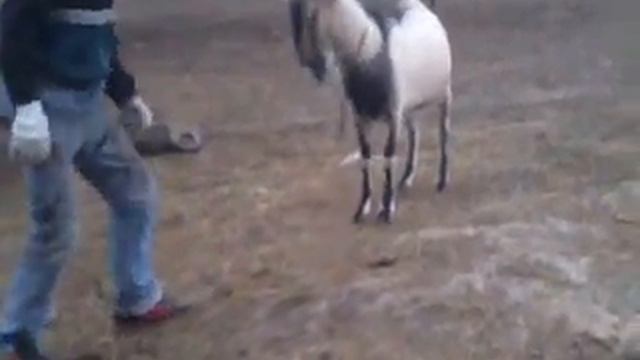 козлы ржака много смеха смотреть онлайн